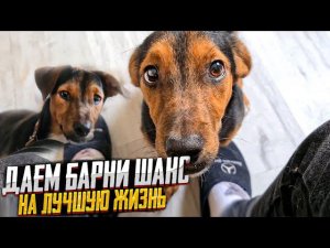 Забрали Щенка которого 3 раза предали Реакция мамы.