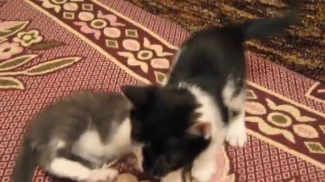 Мы весёлые котята смотреть онлайн