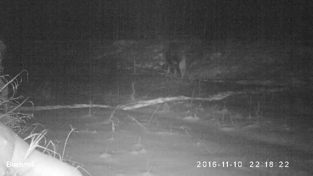 Лосиха с лосятами Висимский заповедник 10 11 16, продолжение 4 смотреть онлайн