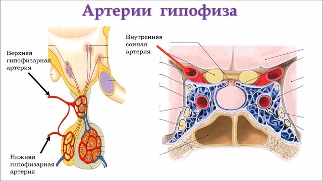 Эндокринная система: центральные органы, строение, функция, кровоснабжение, иннервация смотреть онлайн