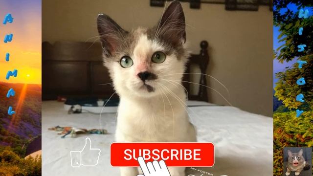 Котенку оставалось жить максимум неделя смотреть онлайн