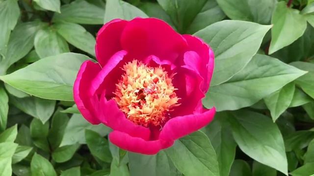 Peony ‘White Cap’ смотреть онлайн