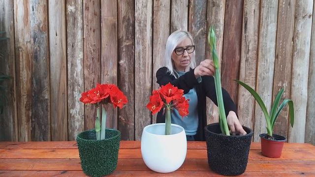 Como cuidar da planta Amarílis | Flávia Kremer смотреть онлайн