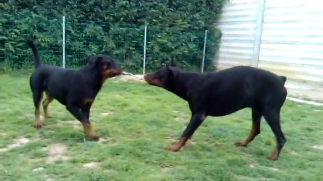 Dobermann vs rottweiler 2 смотреть онлайн