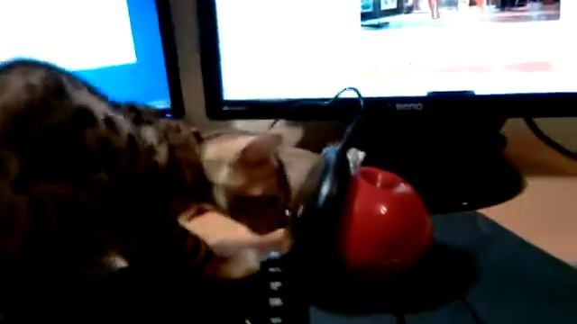 бенгальский котенок Лео 2,5 месяца (Leo 2,5 monts)