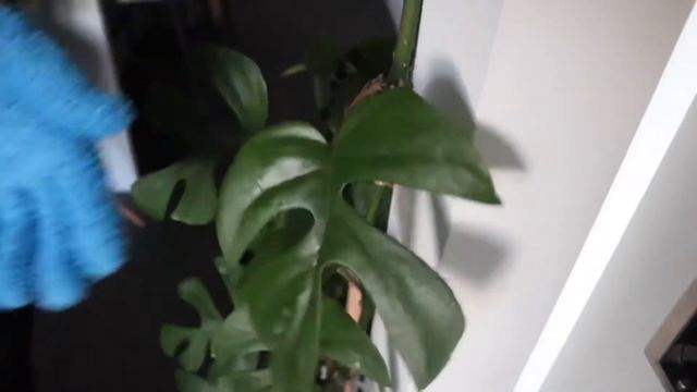 How I Wipe/Clean The Leaves of My Plants | Why It’s Important to Do So! смотреть онлайн