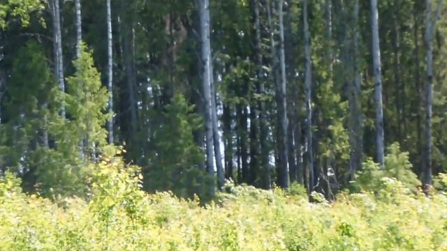 Поиск монет на старой лесной дороге 24 смотреть онлайн