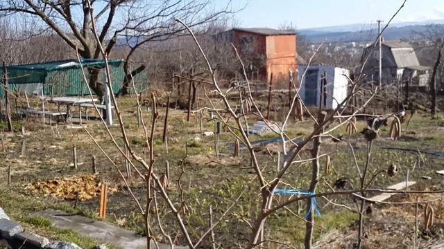 Фундук Трапезунд.Мысли и наблюдения,по поводу опыления. смотреть онлайн