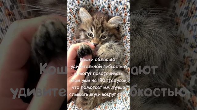 Факт о кошках.