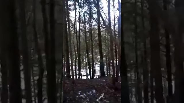 В Канаде медведь шатун утащил у фермера несколько быков в лес! смотреть онлайн