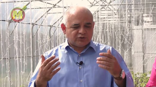 ? Не делайте ЭТИ Ошибки при Выращивании Томатов. Рекомендации профессора Мамедова смотреть онлайн