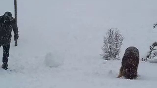 Leonberger Nero in Bayern смотреть онлайн