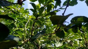 Киви Хейворд и киви Карпат 2020 на 13 июля