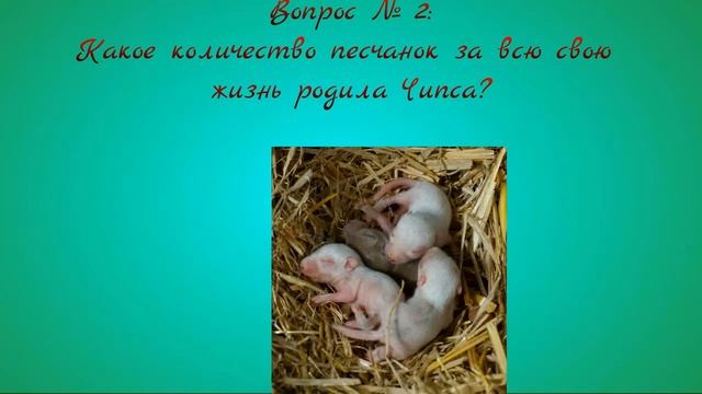 Вопросы подписчикам) #Зверополис смотреть онлайн