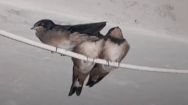 Ласточки спят ночью)!!! смотреть онлайн