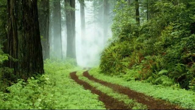 Людмила Зыкина Сосны смотреть онлайн