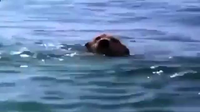 Дельфины это люди в океане смотреть онлайн