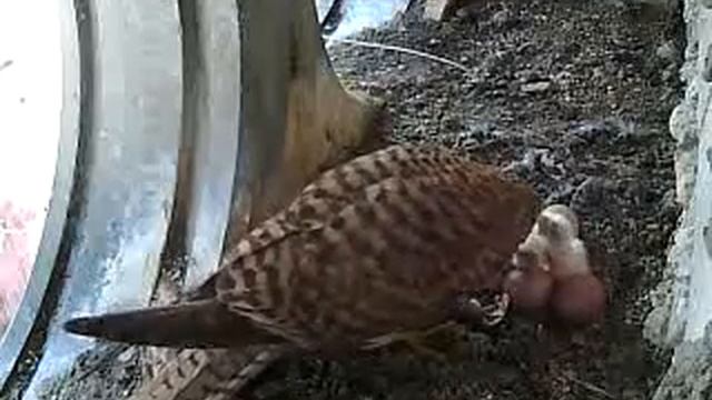 Кормёжка первых птенцов.mp4