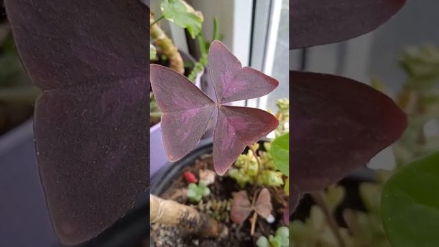 Лист какого растения? Кислица смотреть онлайн