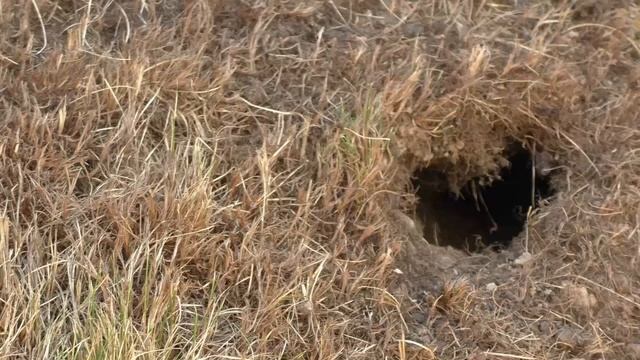 Videos For Cats To Watch ~ Peekaboo Mouse ⭐ 10 HOURS ⭐ The Ultimate Cat TV : Catflix