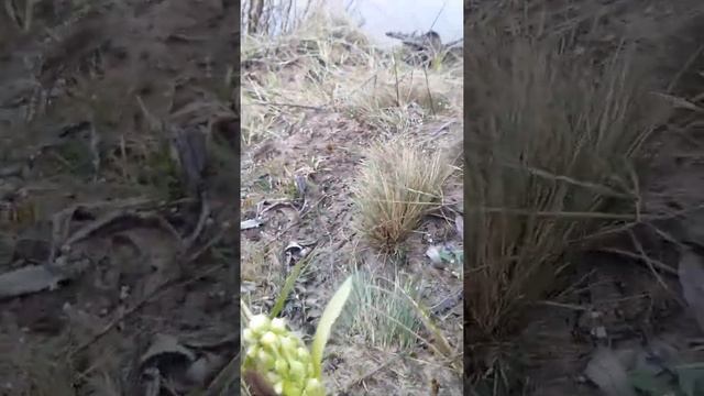 Цветение белокопытника ложного на берегу реки Тетерев. Апрель 2021. смотреть онлайн