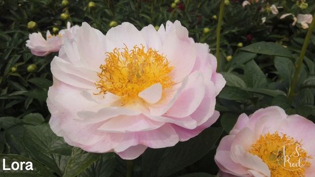 Lora смотреть онлайн