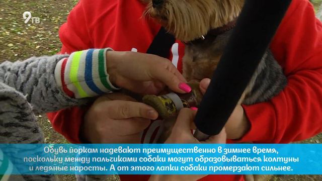 Мифы про храбрость йорка смотреть онлайн