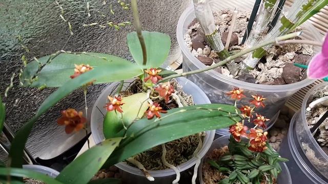 Paph. bellatulum, Onc. Tiny Twinkle Cinnamon, Haraella retrocalla. Цветение. смотреть онлайн