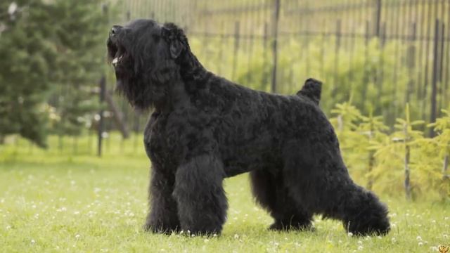 ЛУЧШИЕ ПОРОДЫ СОБАК ДЛЯ ОХРАНЫ смотреть онлайн