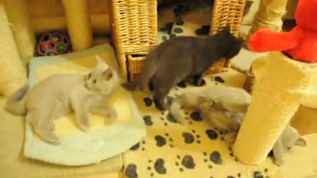 смешные британские котята питомник British House смотреть онлайн