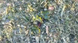 Мульчируем клубнику газонной травой. Как сделать правильно?