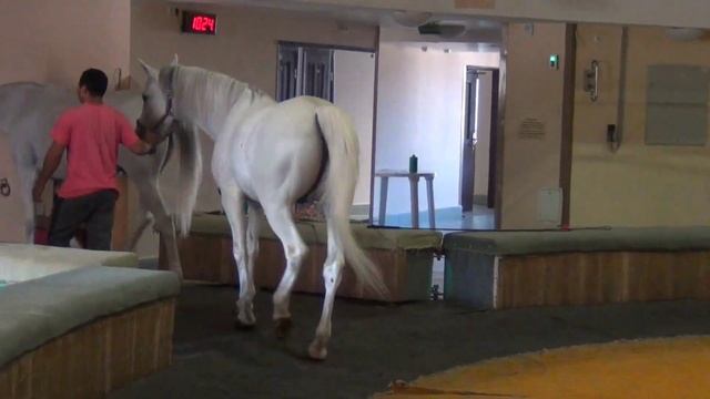 Репетиция циркового номера 