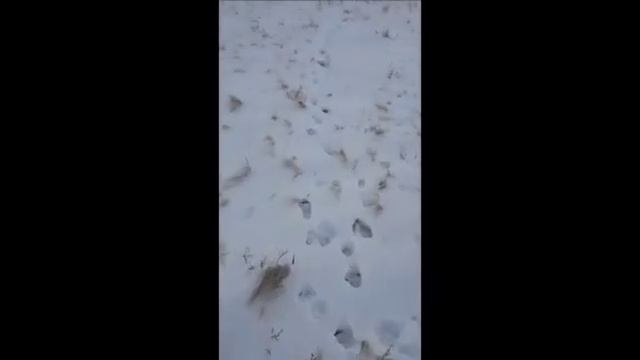 Пешая охота на волка в горах ВКО январь 2021 года. смотреть онлайн