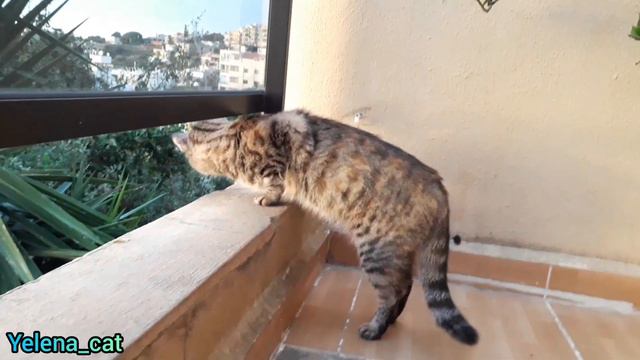 Обалденно смешная кошка Барбариска ! Crazy Cat , Funny ! смотреть онлайн