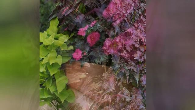 ПЕРИЛЛА (PERILLA)