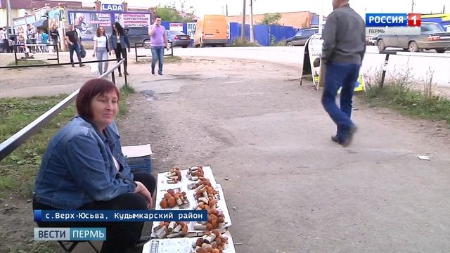 Королевский гриб: Коми-пермяки открыли сезон сбора рыжиков смотреть онлайн