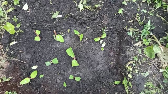 Черенкование жимолости смотреть онлайн