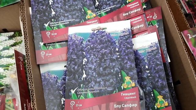 Гортензии в ОБИ -70% ШУГА РАШ за 569руб и я её купила УРААА смотреть онлайн