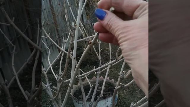 Как формировать калину Бульдонеж.