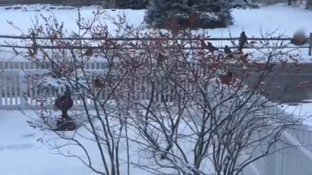 Robins having a Valentine's Day Feast on my Ilex verticilla смотреть онлайн