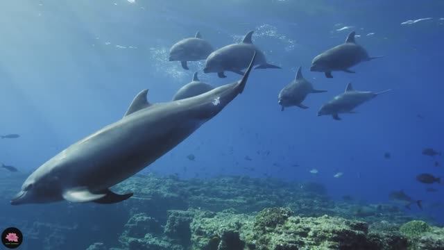 Расслабляющая музыка для снятия стресса, подводные чудеса коралловые рифы и красочная морская жизнь