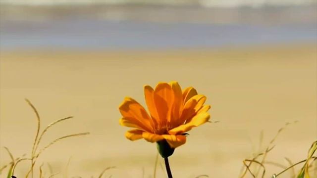 18.01.24 г: Навече́рие Богоявления (Крещенский сочельник); Евангелие; Апостол; Церковный Календарь