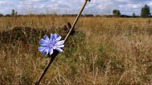 Поля России.