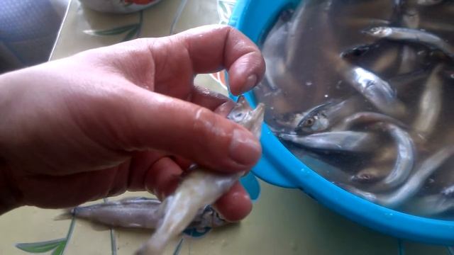 "Поймал" интересную рыбу. Что это за рыбка? смотреть онлайн