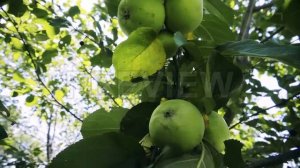 Branch With Green Apples Stock Video