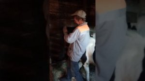 скачки на быках в деревне