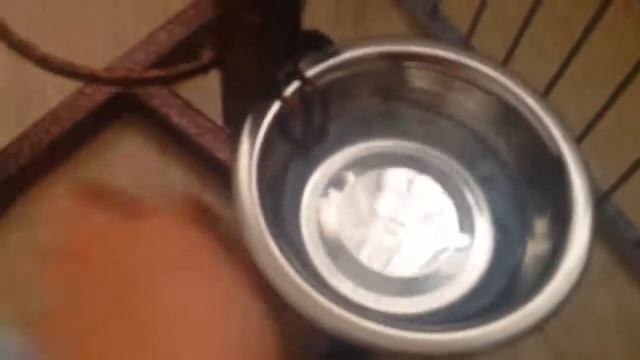 Какой Вальер нужен собаке мопсу? Обзор что нужно для мопса? смотреть онлайн
