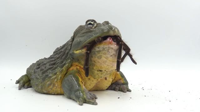 Giant African Bullfrog Devours Goliath Bird Eater! (Warning: Live Feeding) смотреть онлайн