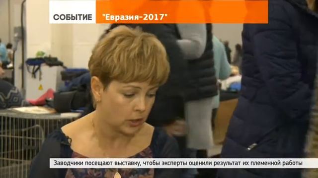 Собачья «Евразия» смотреть онлайн