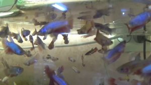 Когда петушки готовы к нересту